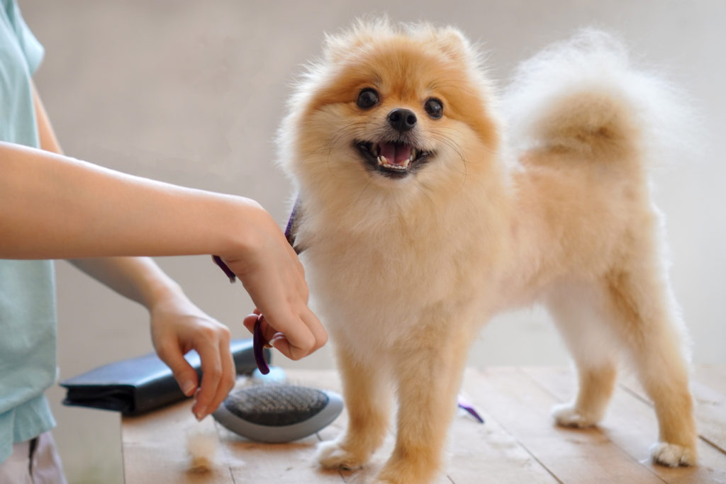 Dog proper grooming requires – Why Is Crucial for Domestic pets?